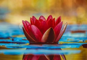 core quantum healing lotus